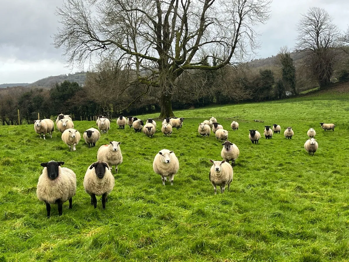 In Lamb Ewes - Image 3