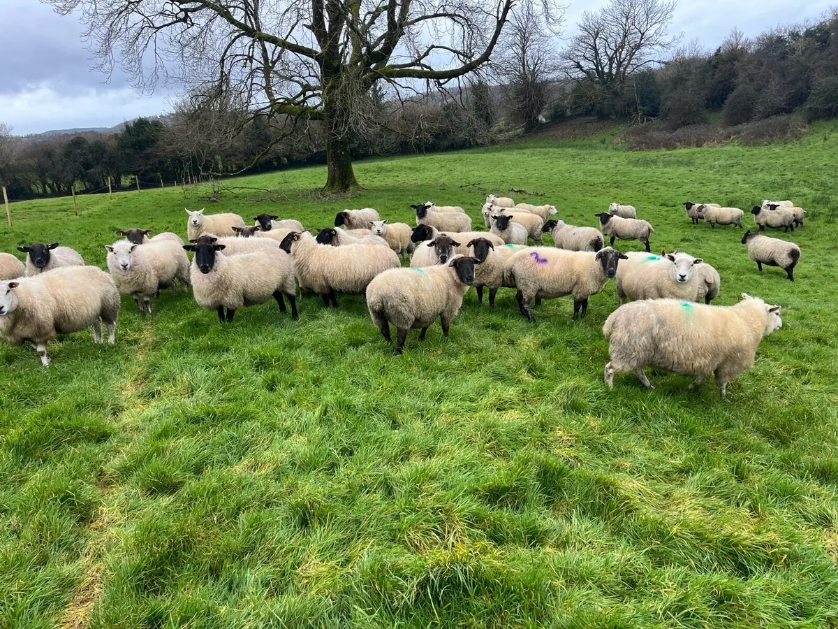 In Lamb Ewes - Image 4