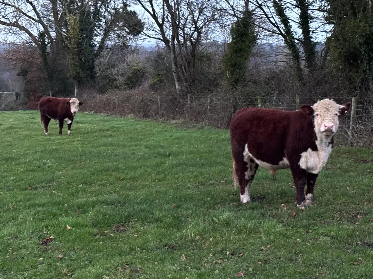 Pedigree Hereford Bulls - Image 3