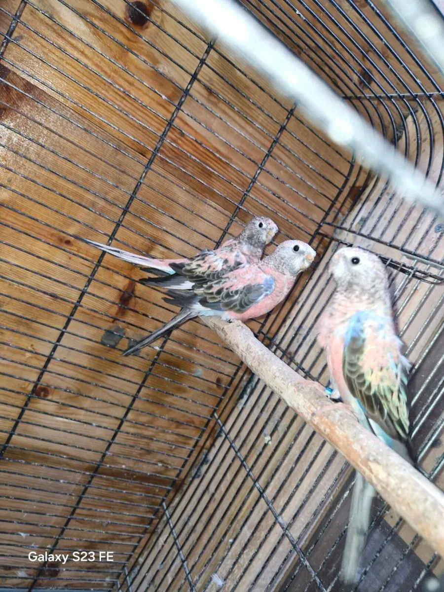 Male blue aqua opaline burke parakeets  x 3
