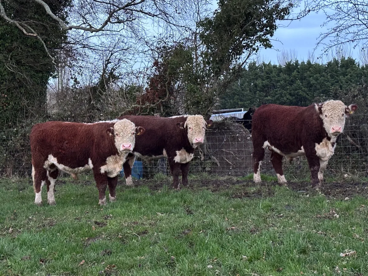Pedigree Hereford Bulls - Image 1