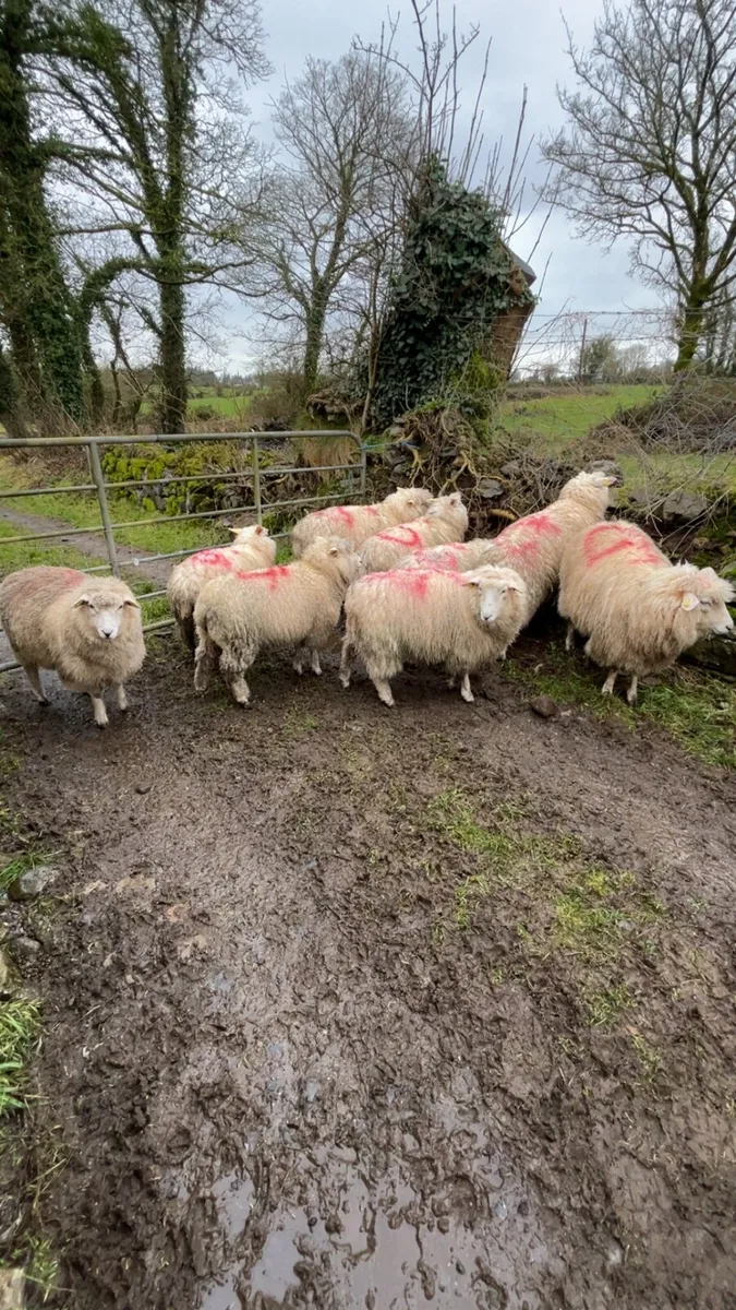 Pedigree galway lambs - Image 1