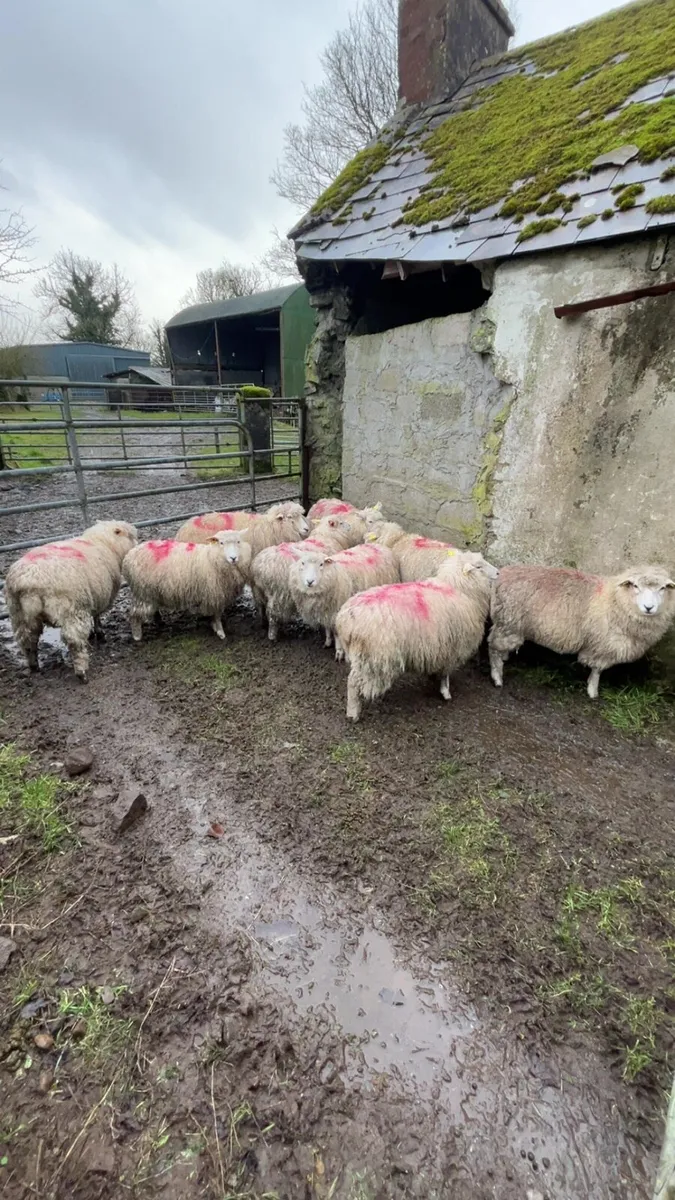 Pedigree galway lambs - Image 2