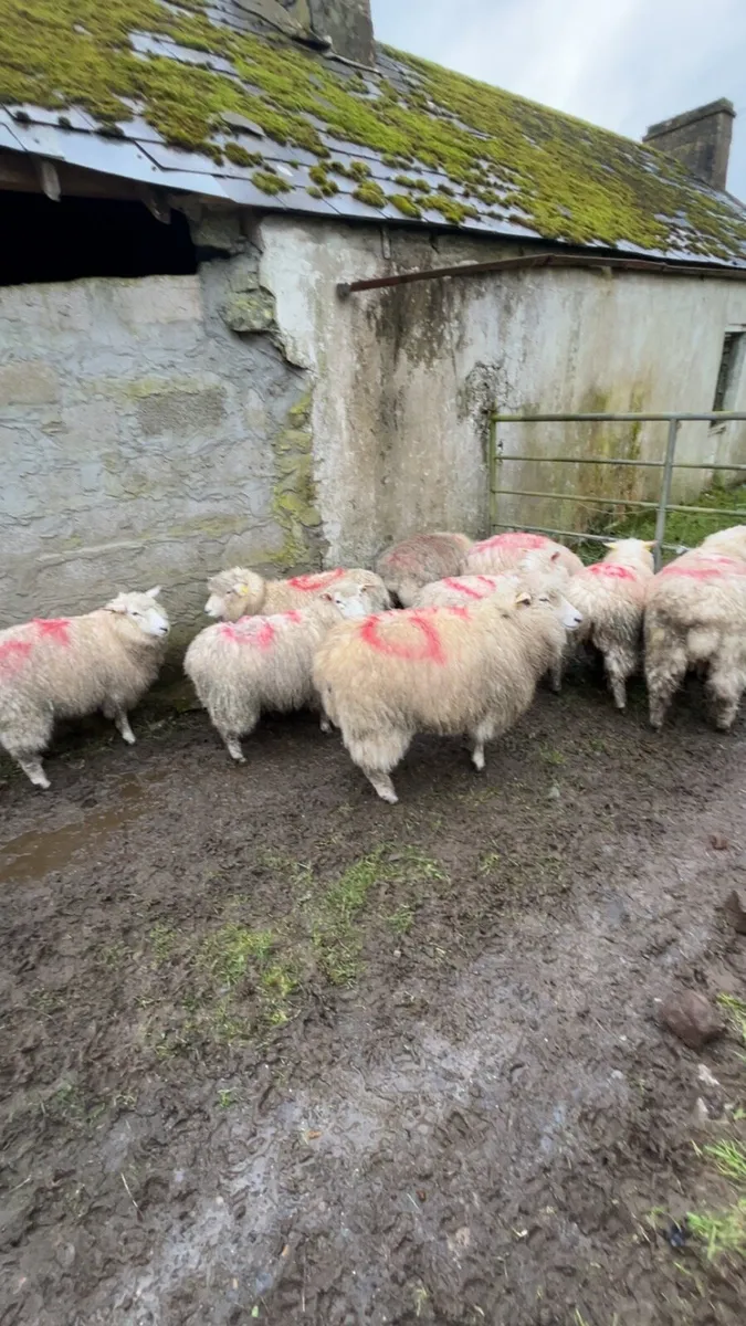 Pedigree galway lambs - Image 3