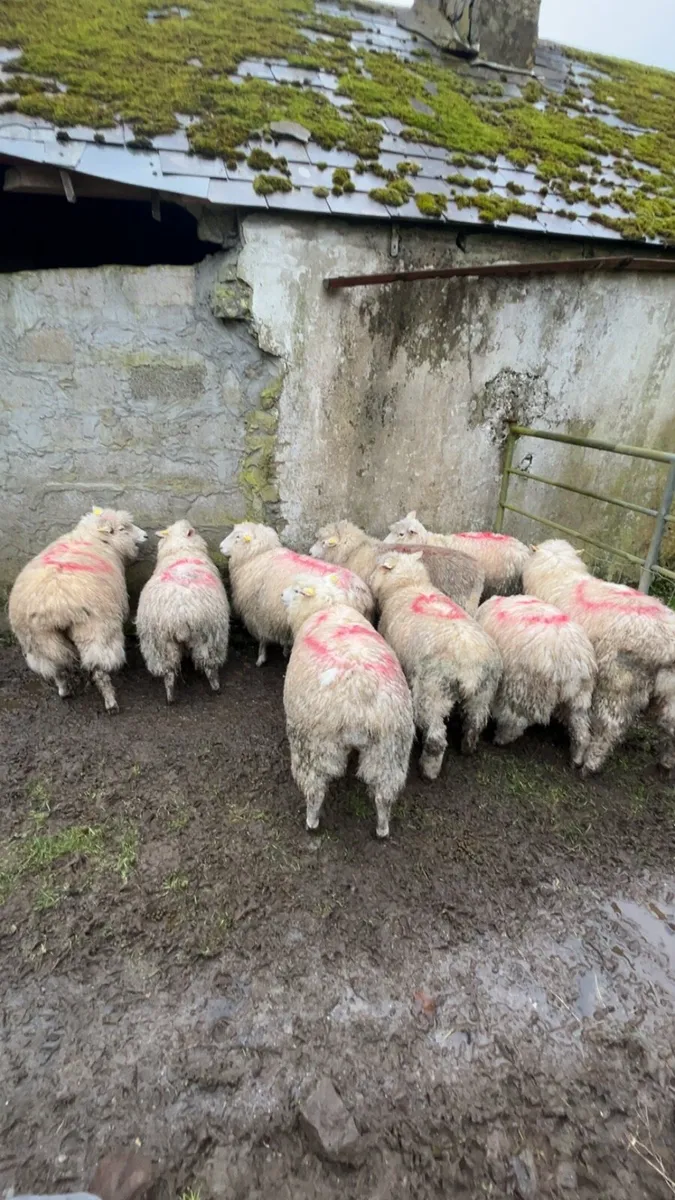 Pedigree galway lambs - Image 4