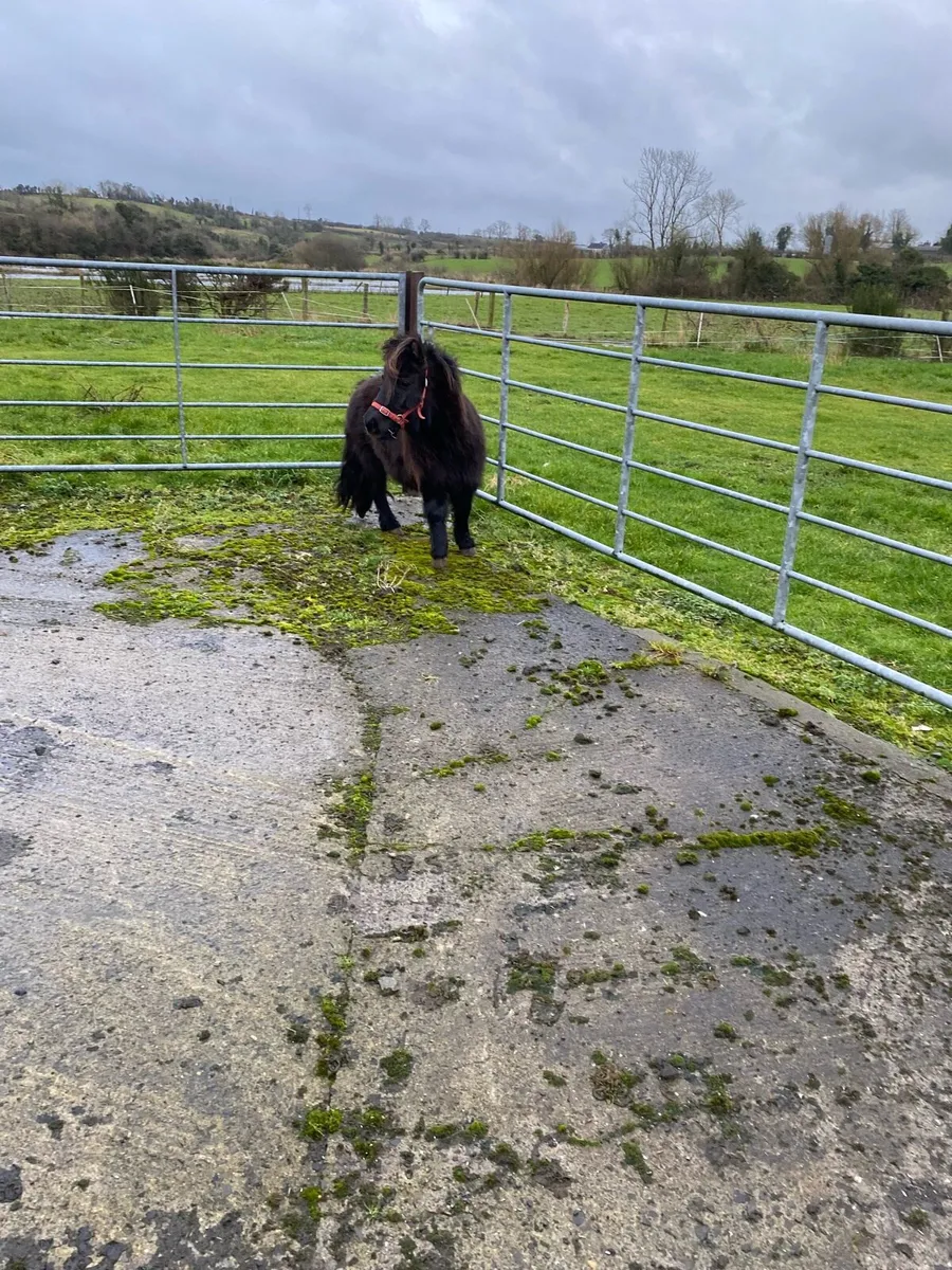 Shetlan pony - Image 3