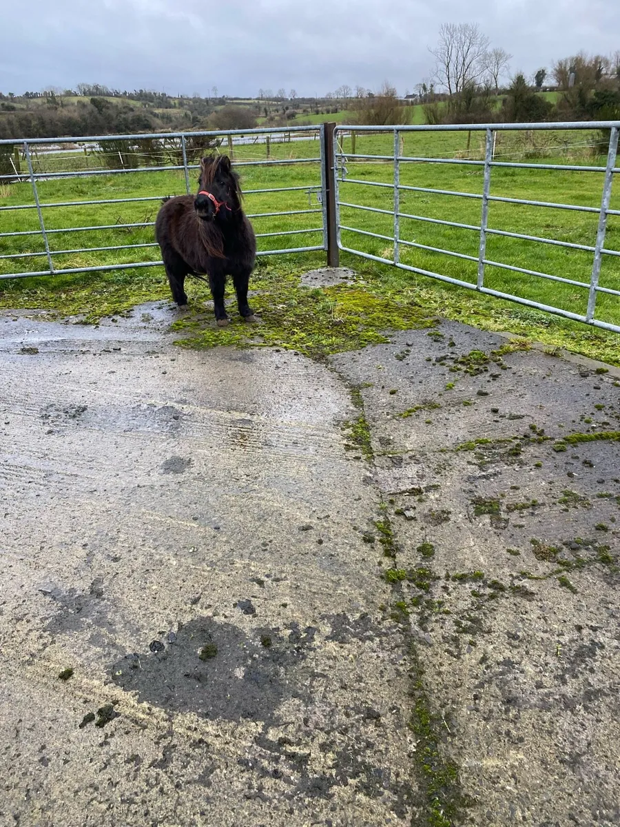 Shetlan pony - Image 4