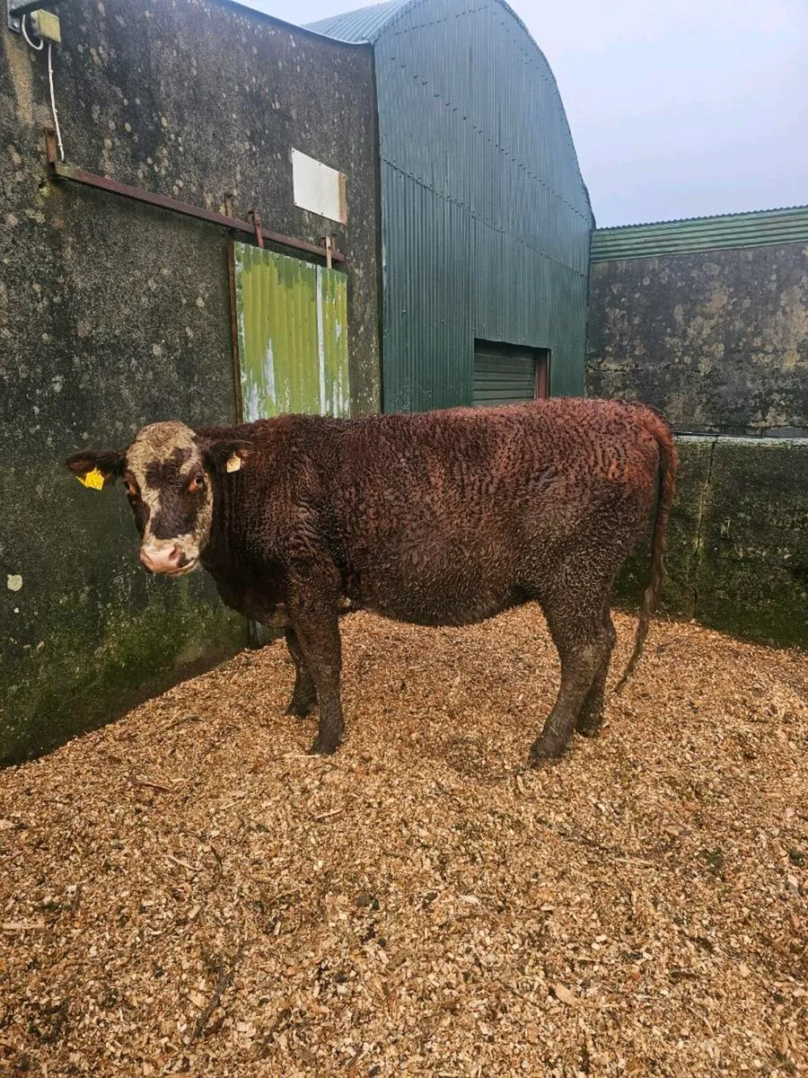 Incalf Heifers - Image 1