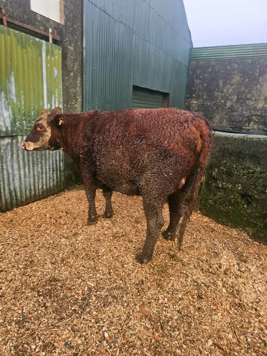Incalf Heifers - Image 2