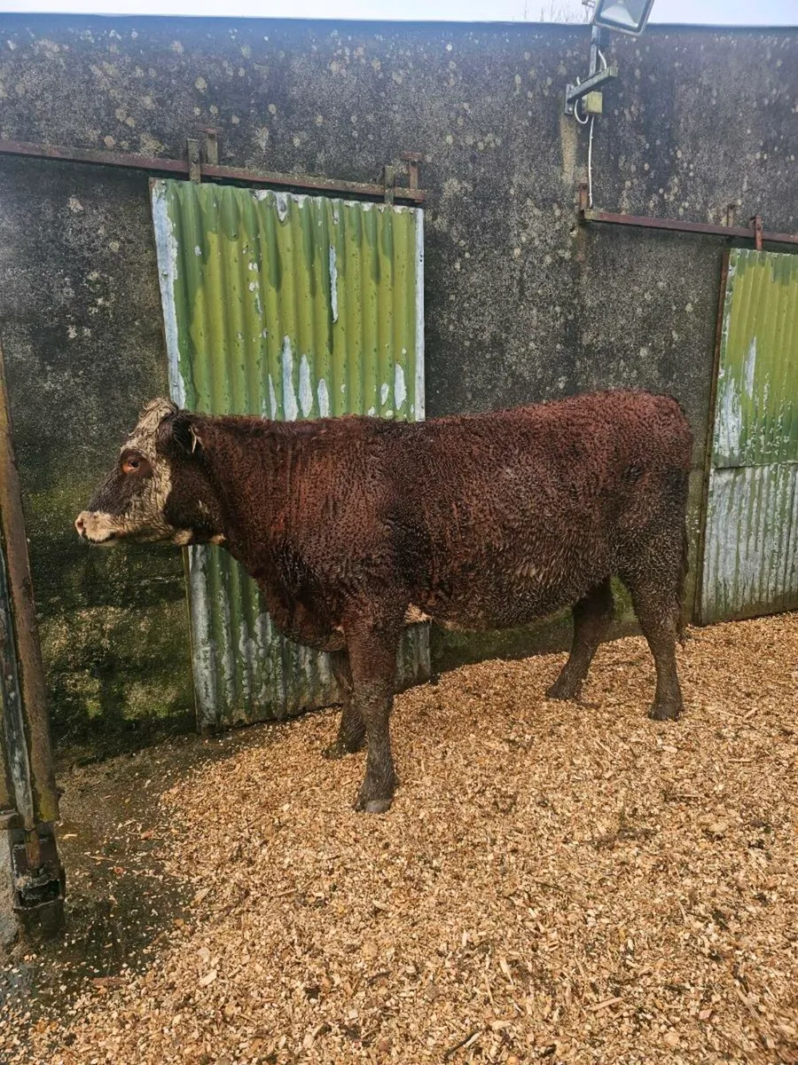 Incalf Heifers - Image 3