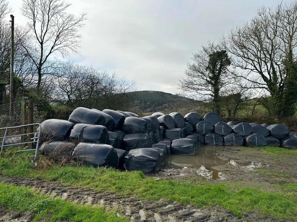 Silage bales for sale