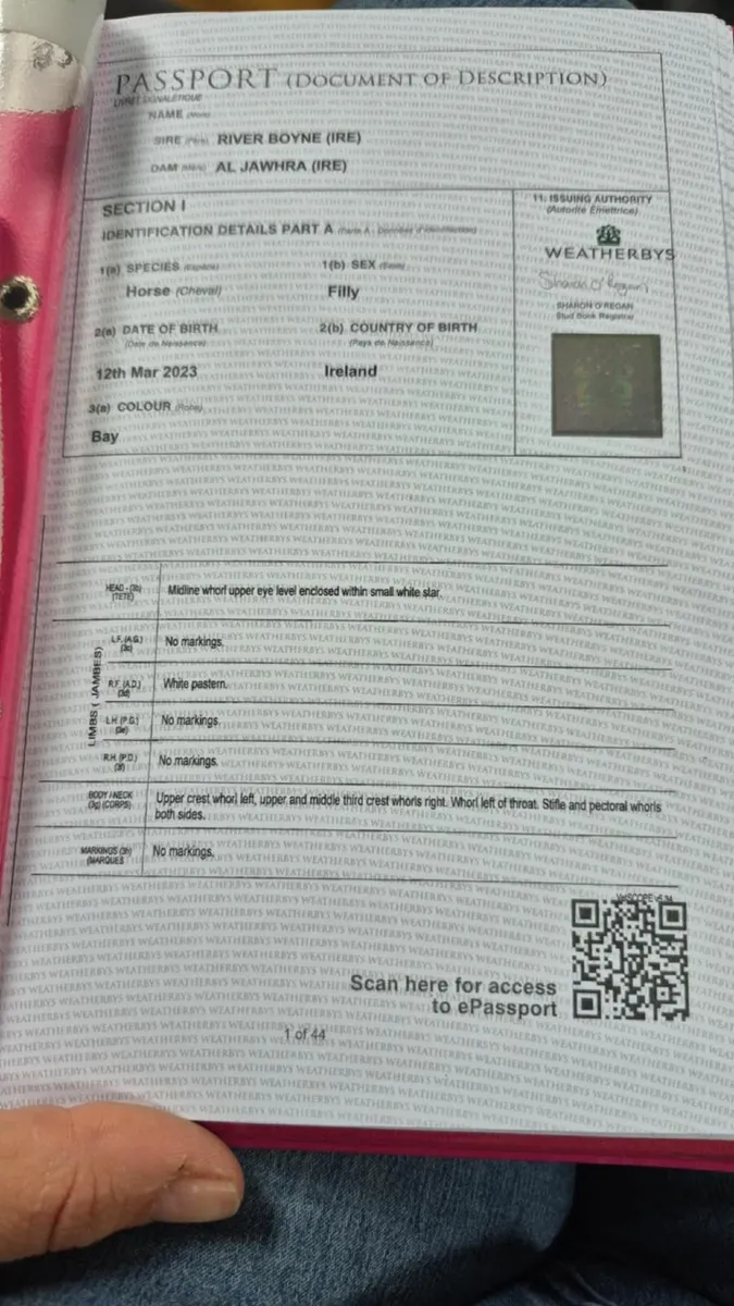 16h bay Tb mare - Image 2