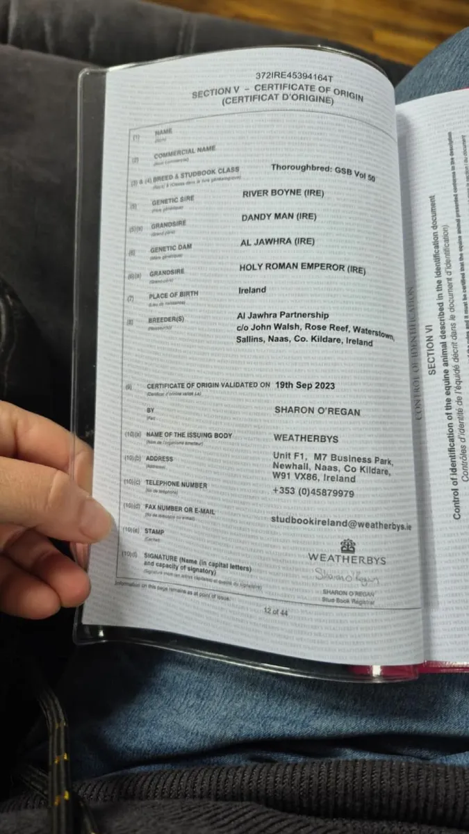 16h bay Tb mare - Image 3