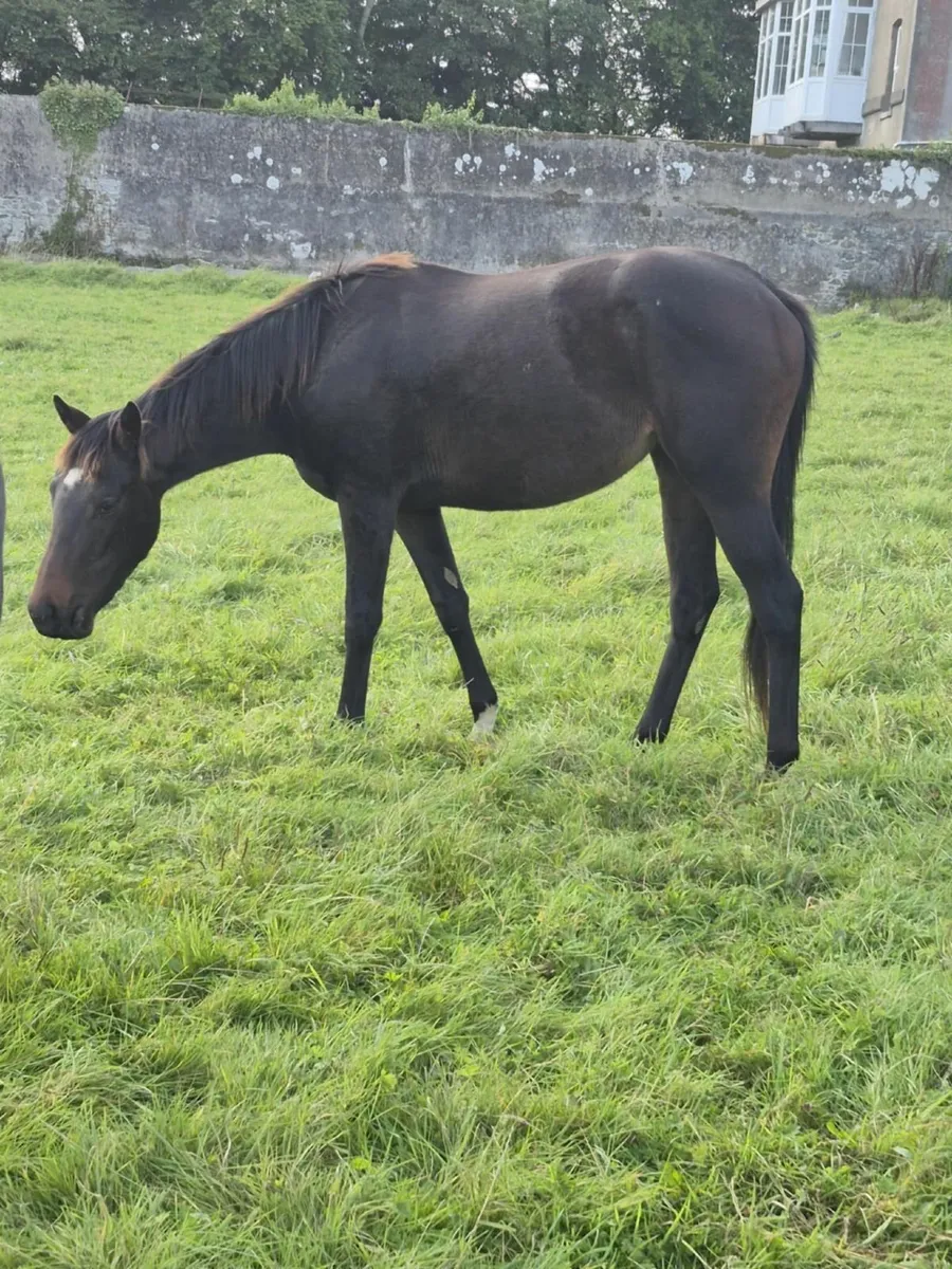 16h bay Tb mare - Image 1