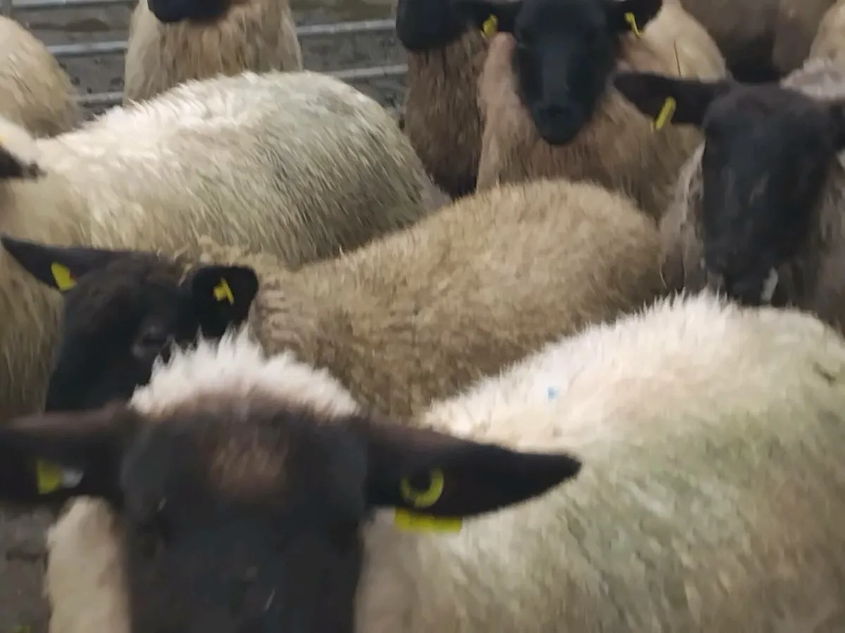 20 Suffolk Ewe Lambs - Image 2