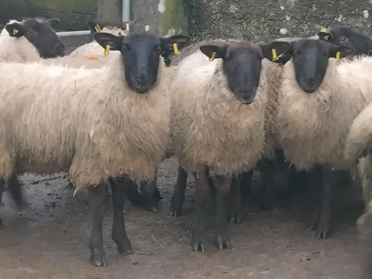 20 Suffolk Ewe Lambs - Image 4