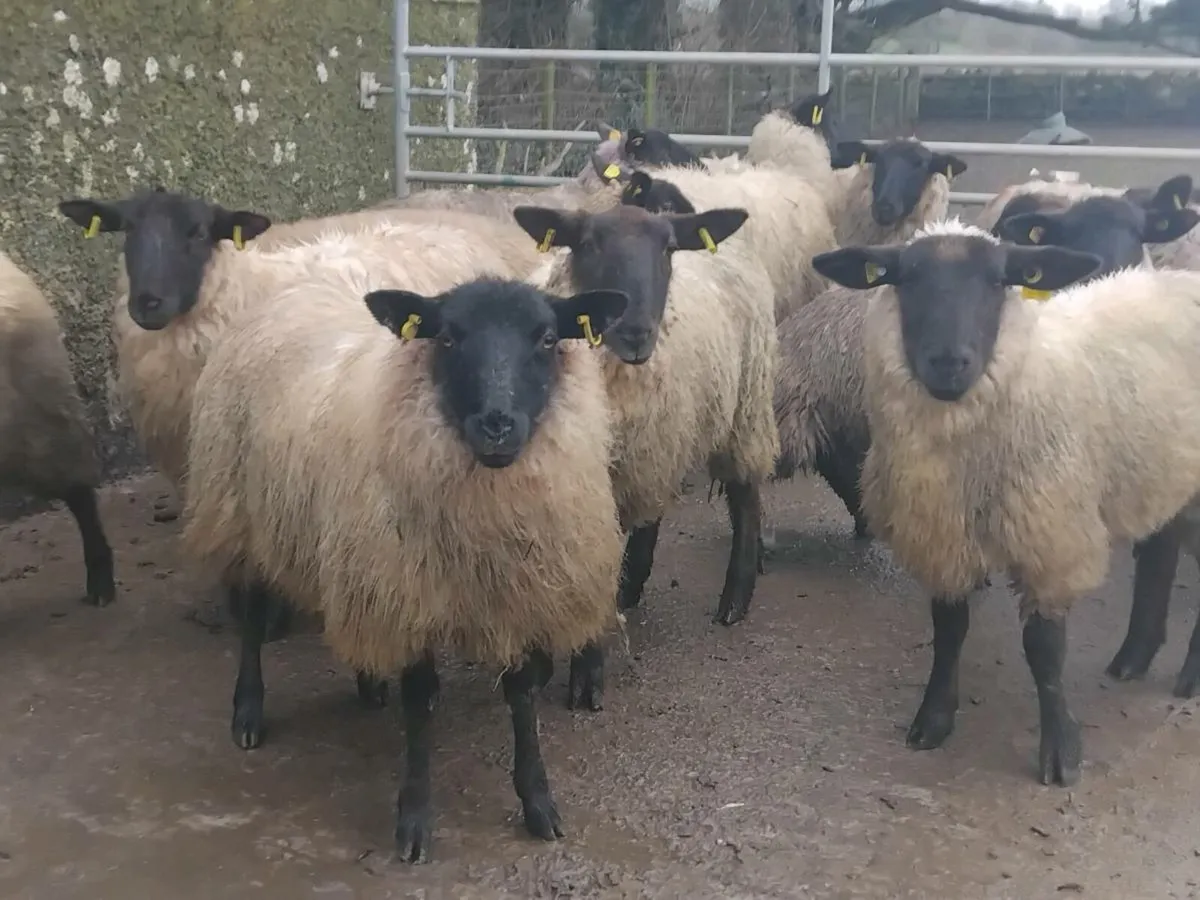 20 Suffolk Ewe Lambs - Image 1