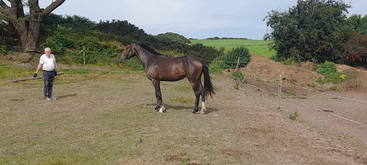 GREENVILLE CAVALIER AT STUD - Image 4
