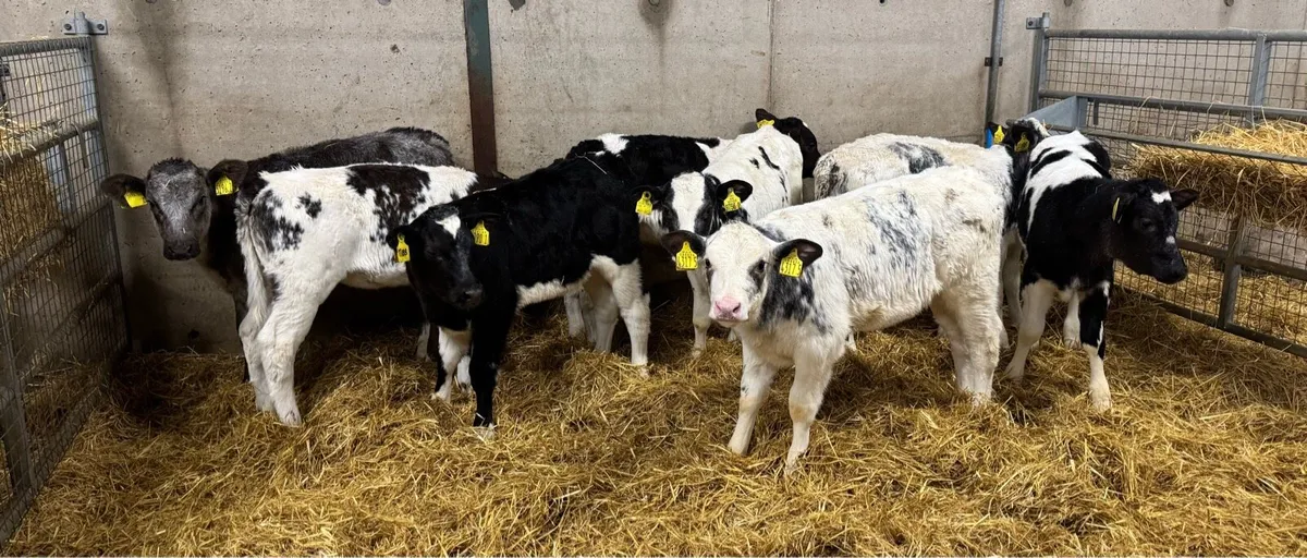 Belgian Blue Heifers - Image 2