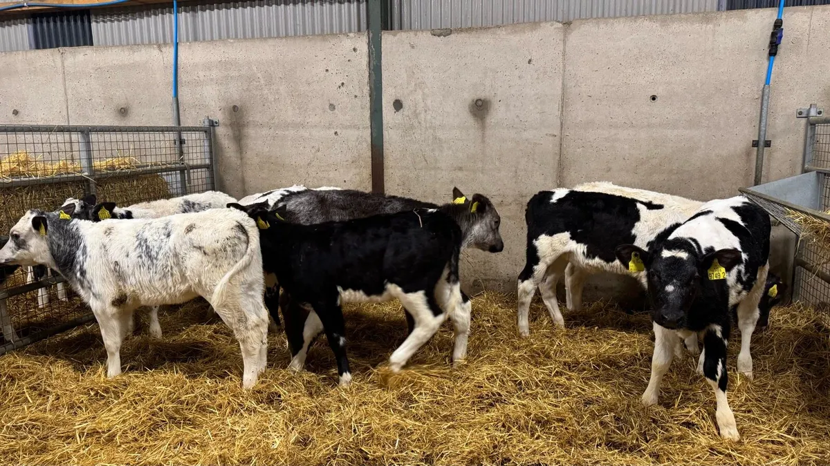 Belgian Blue Heifers - Image 3