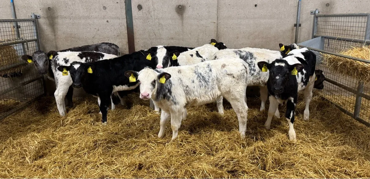 Belgian Blue Heifers - Image 1