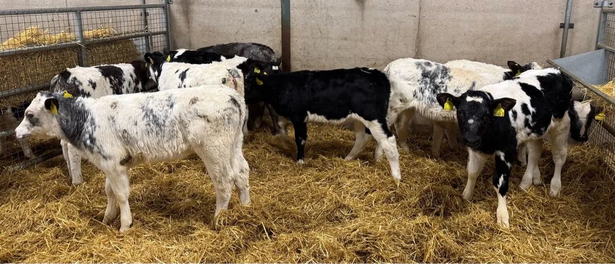 Belgian Blue Heifers - Image 4