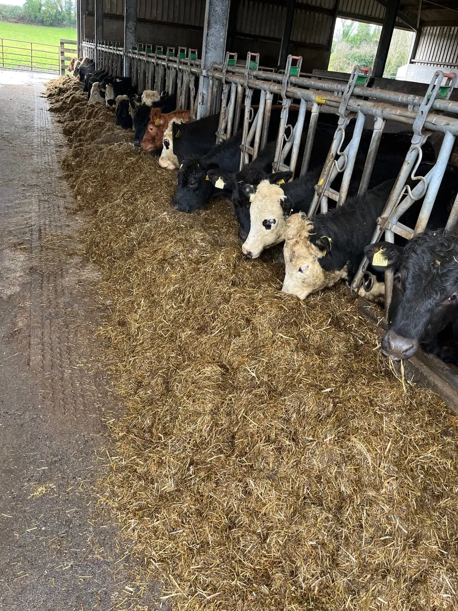 Silage bales - Image 2