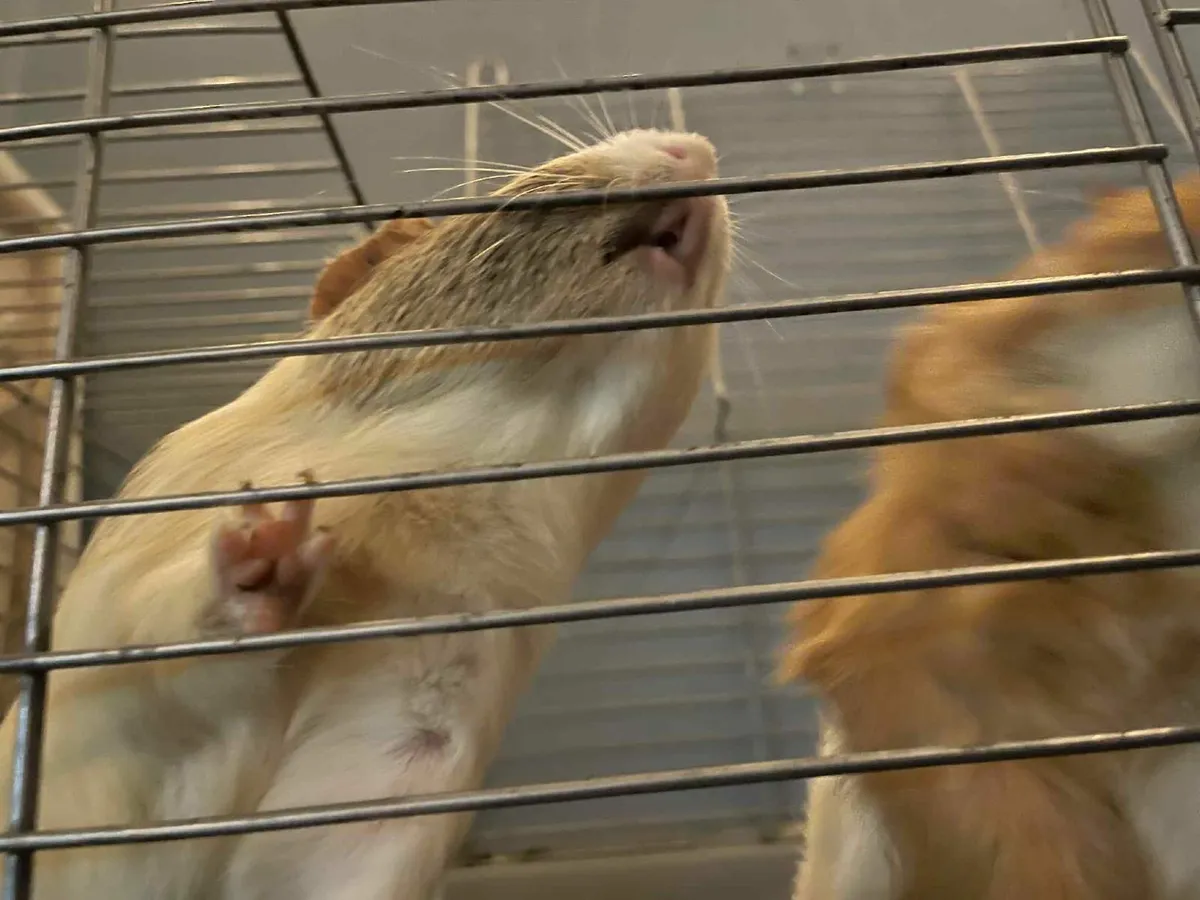 Two male guinea pigs for rehoming - Image 2
