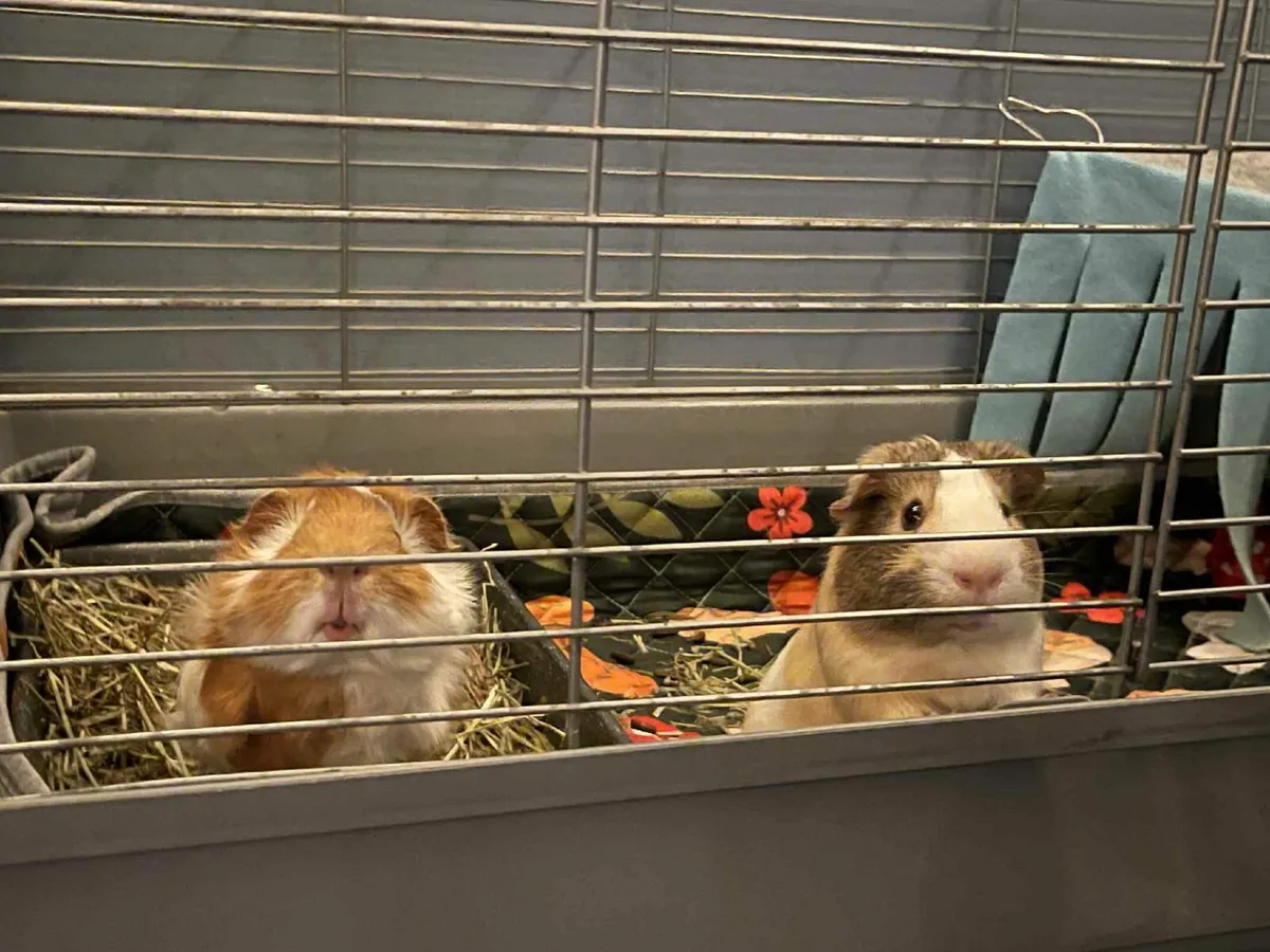 Two male guinea pigs for rehoming - Image 1