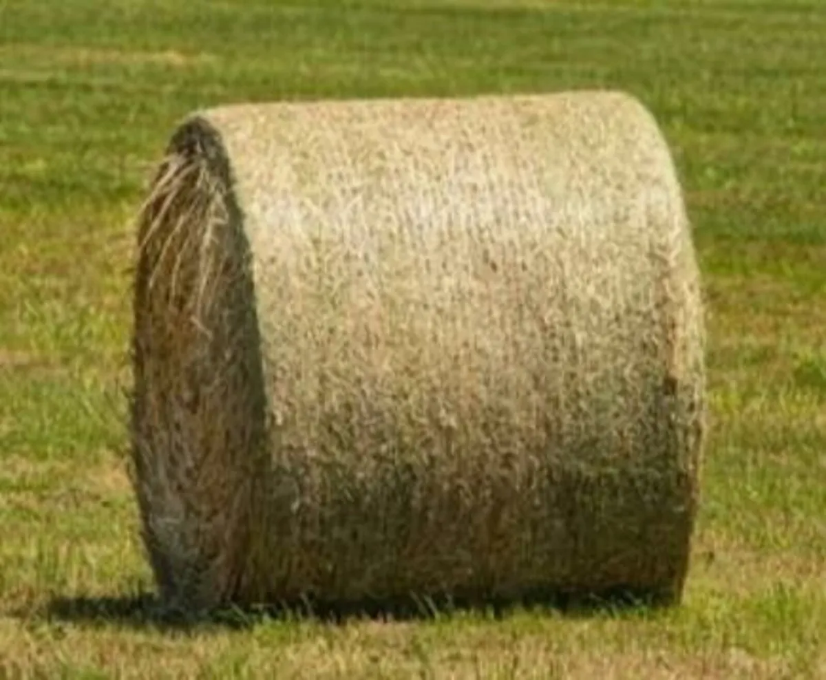 Hay /silage - Image 2
