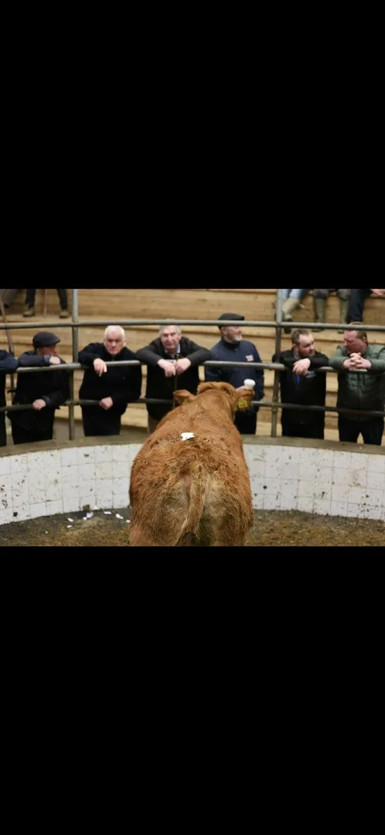 Enniscorthy Mart will Operate as Normal
