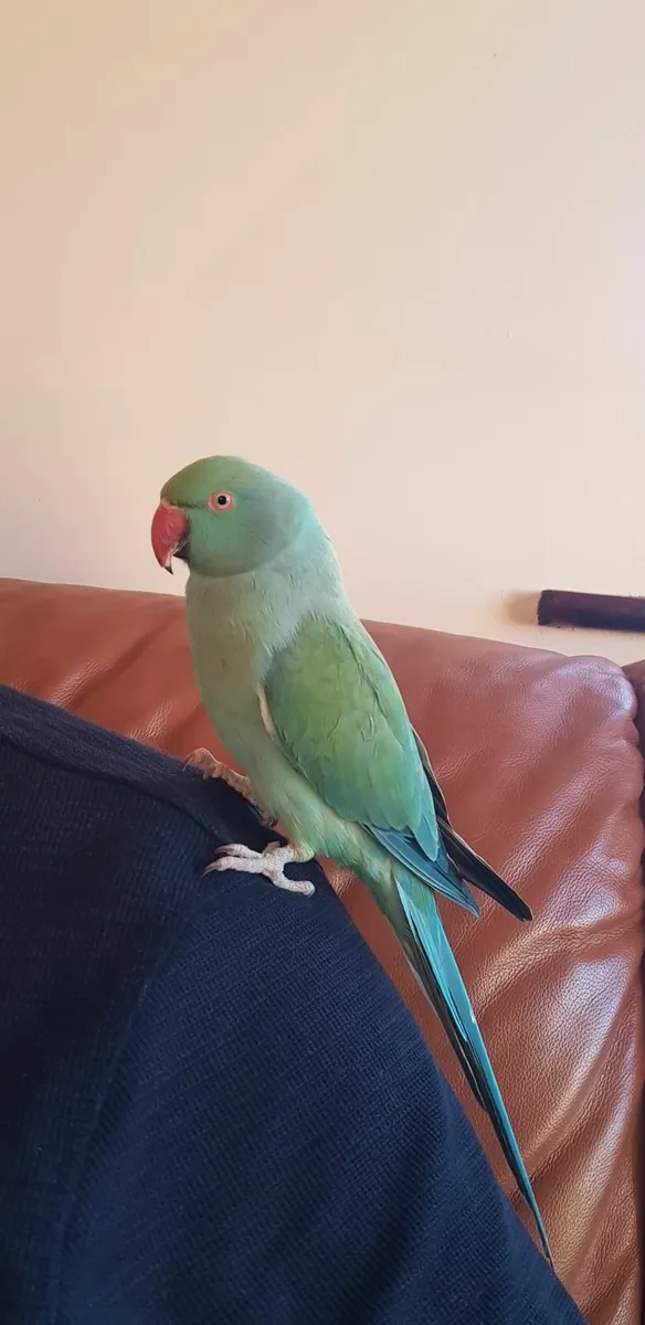 Indian Ringneck Parakeet - Image 1