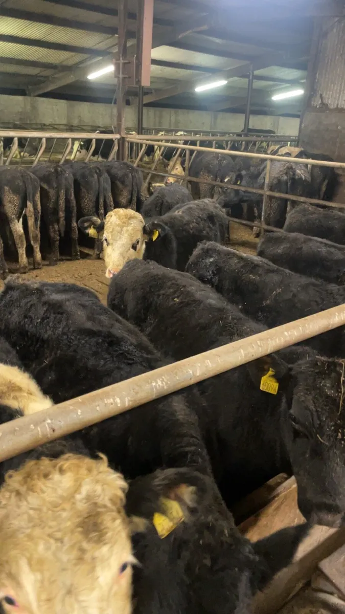 Angus and Hereford - Image 1