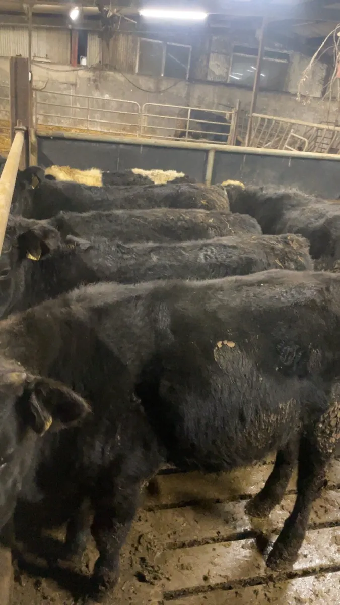 Angus and Hereford - Image 2