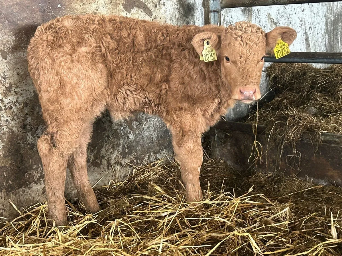 Suckler breed Charlois heifer calf - Image 1