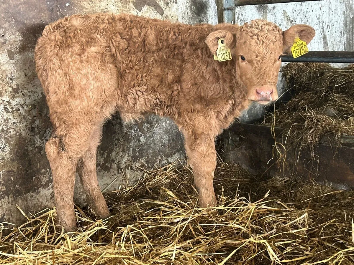 Suckler breed Charlois heifer calf - Image 2