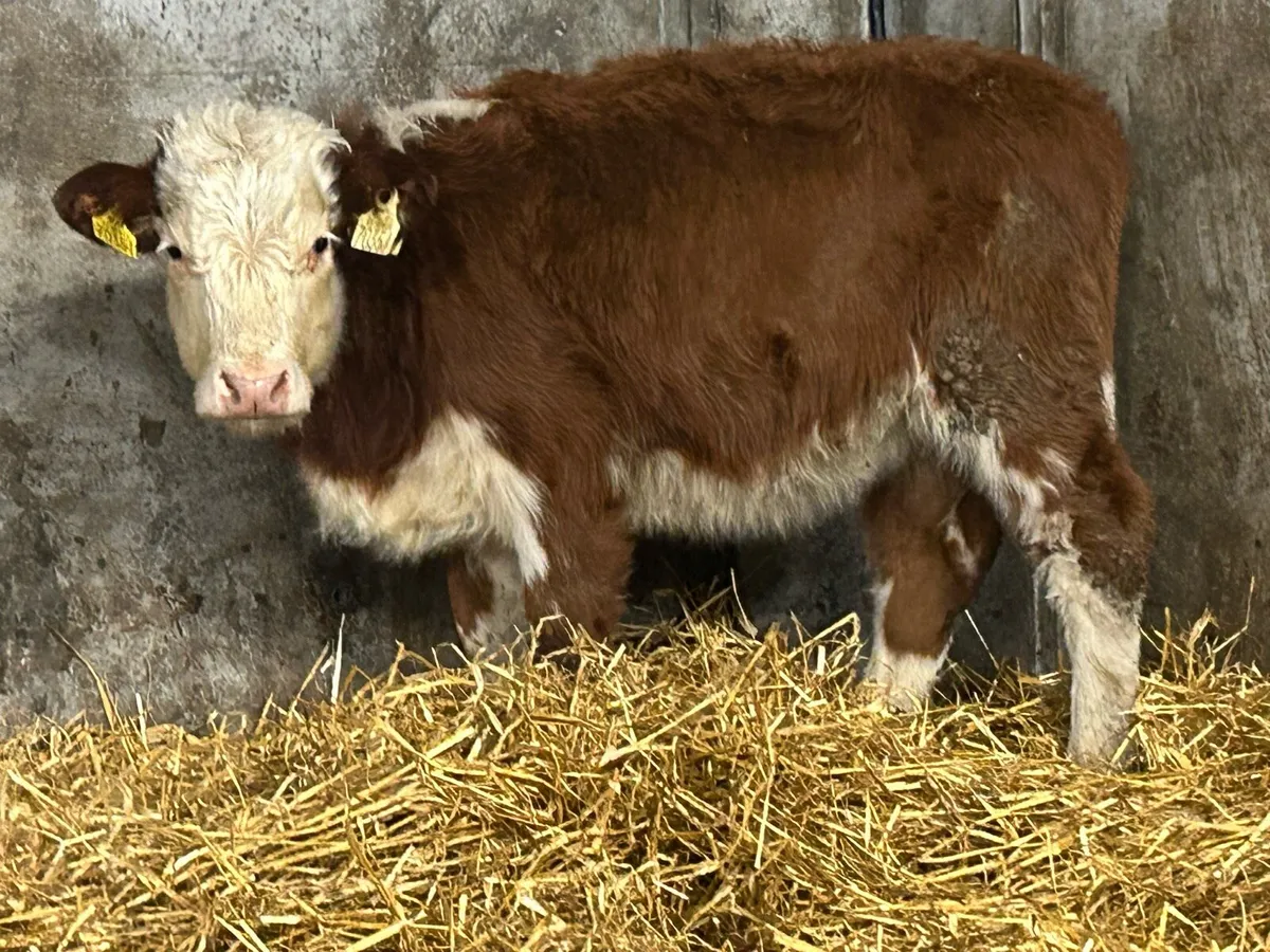 Red Hereford runner heifer - Image 2