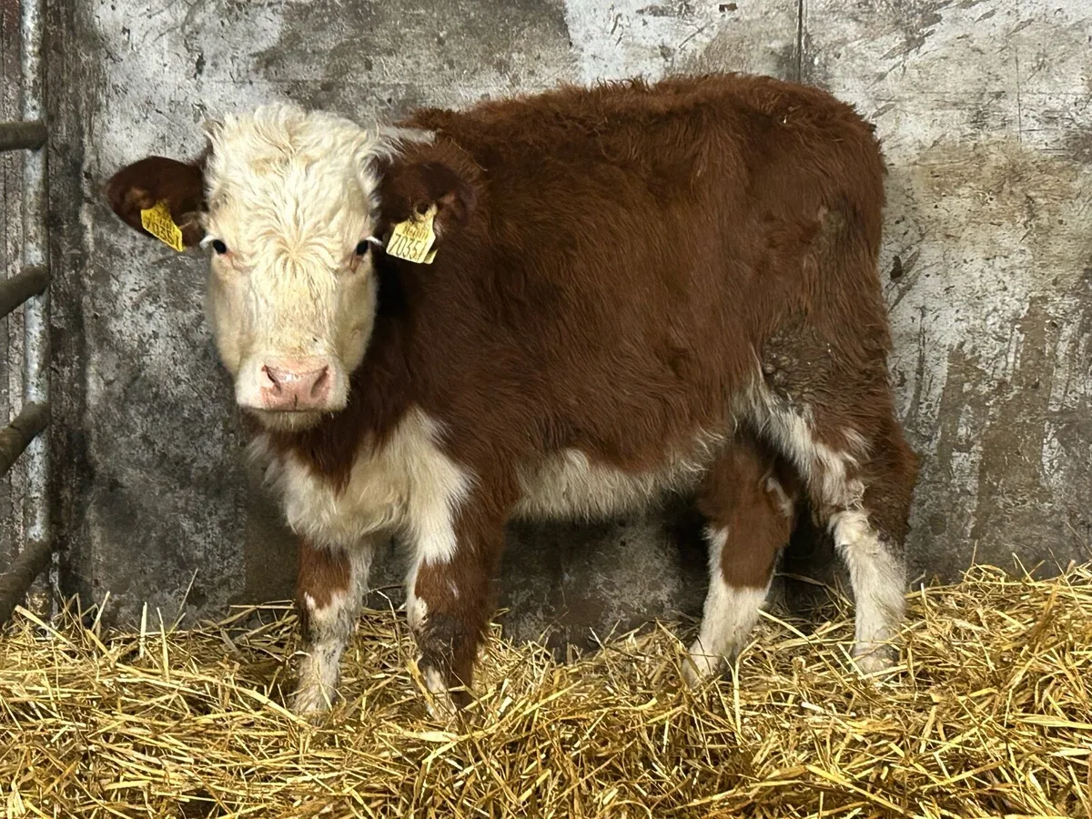 Red Hereford runner heifer - Image 1