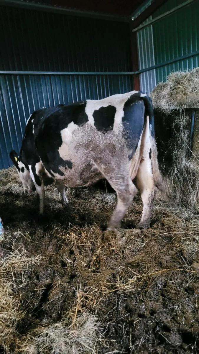 british Fr incalf cow - Image 1