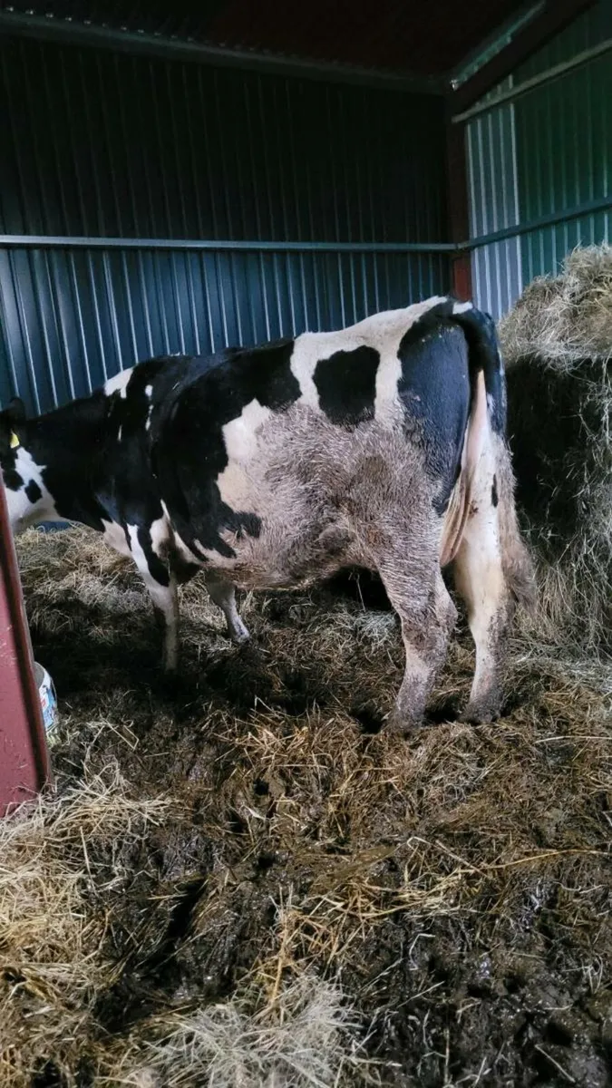 british Fr incalf cow - Image 2
