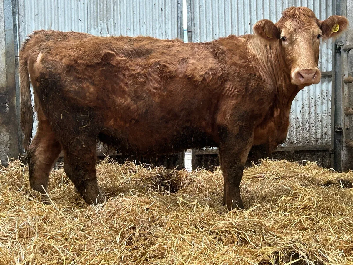 2019 born Charlois incalf cow - Image 3