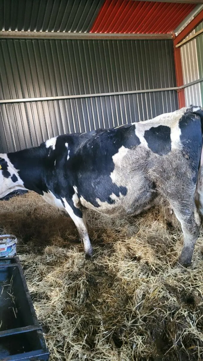 british Fr incalf cow - Image 3