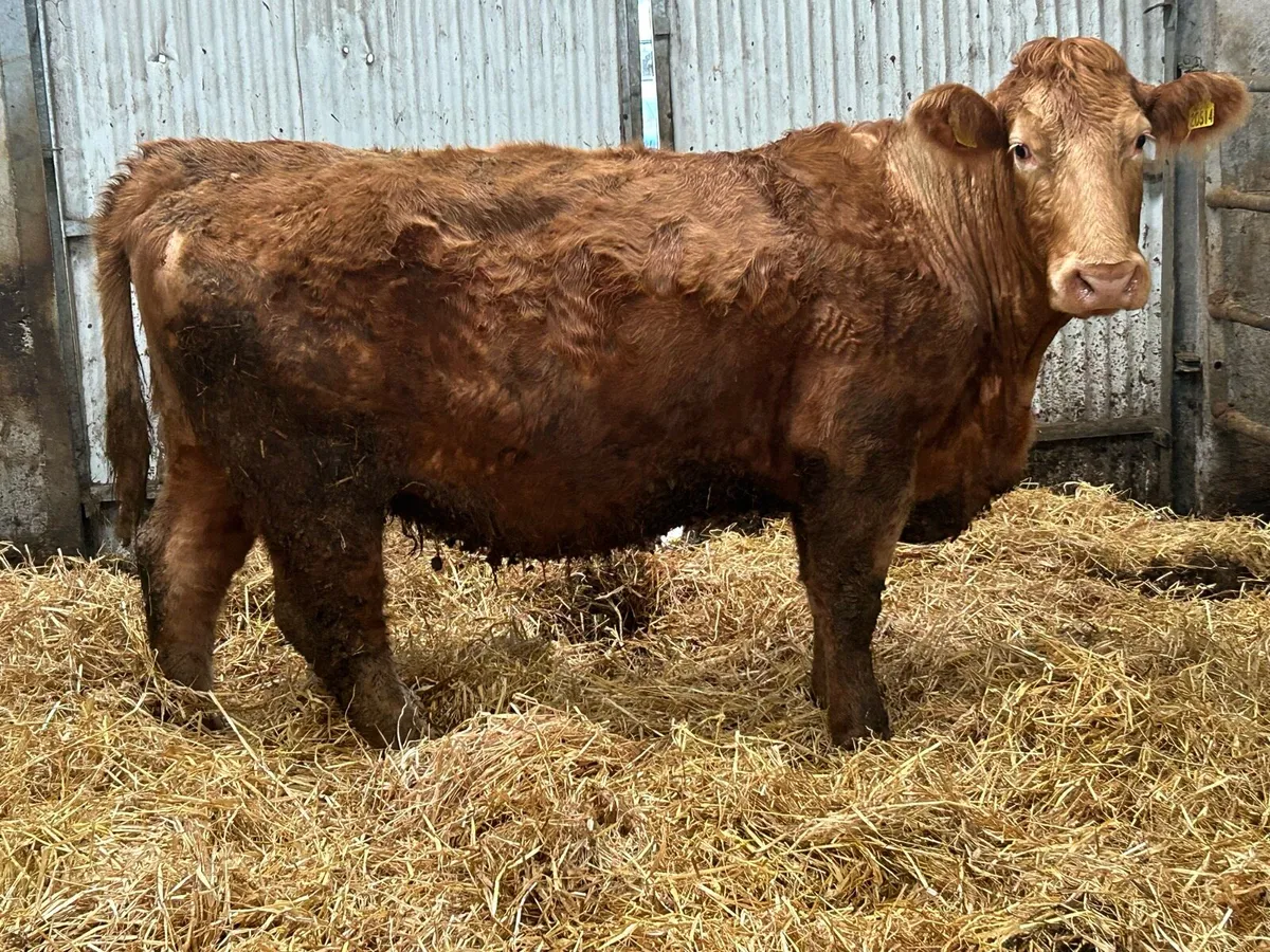 2019 born Charlois incalf cow - Image 1