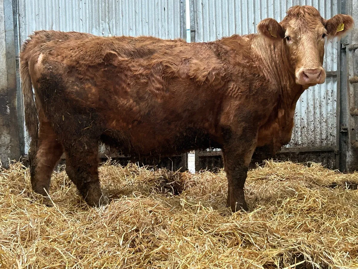 2019 born Charlois incalf cow - Image 2