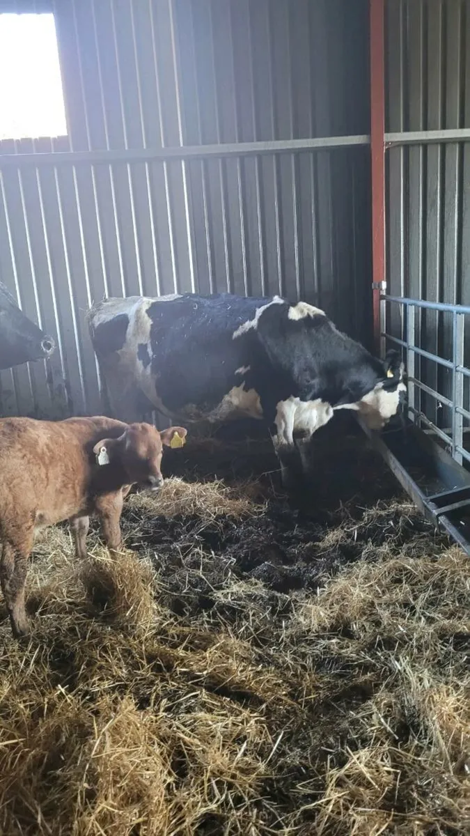 british Fr incalf cow - Image 4