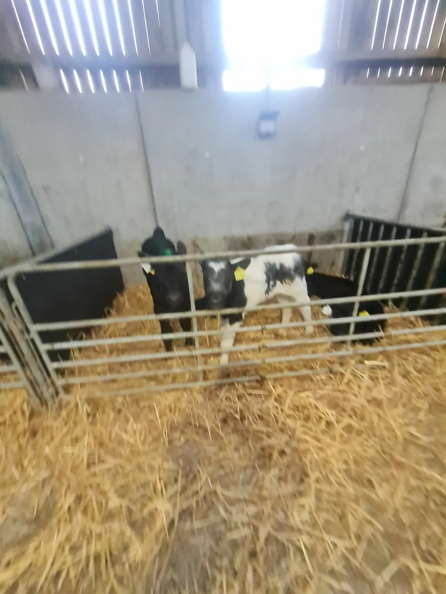 Night Calver Wanted - Image 2