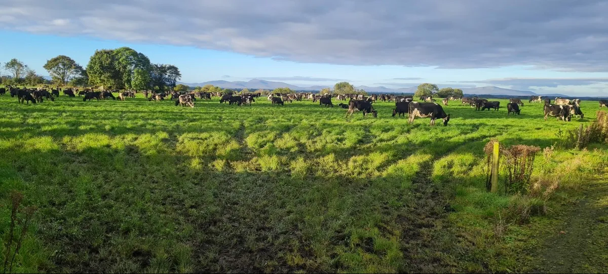 Night Calver Wanted - Image 3