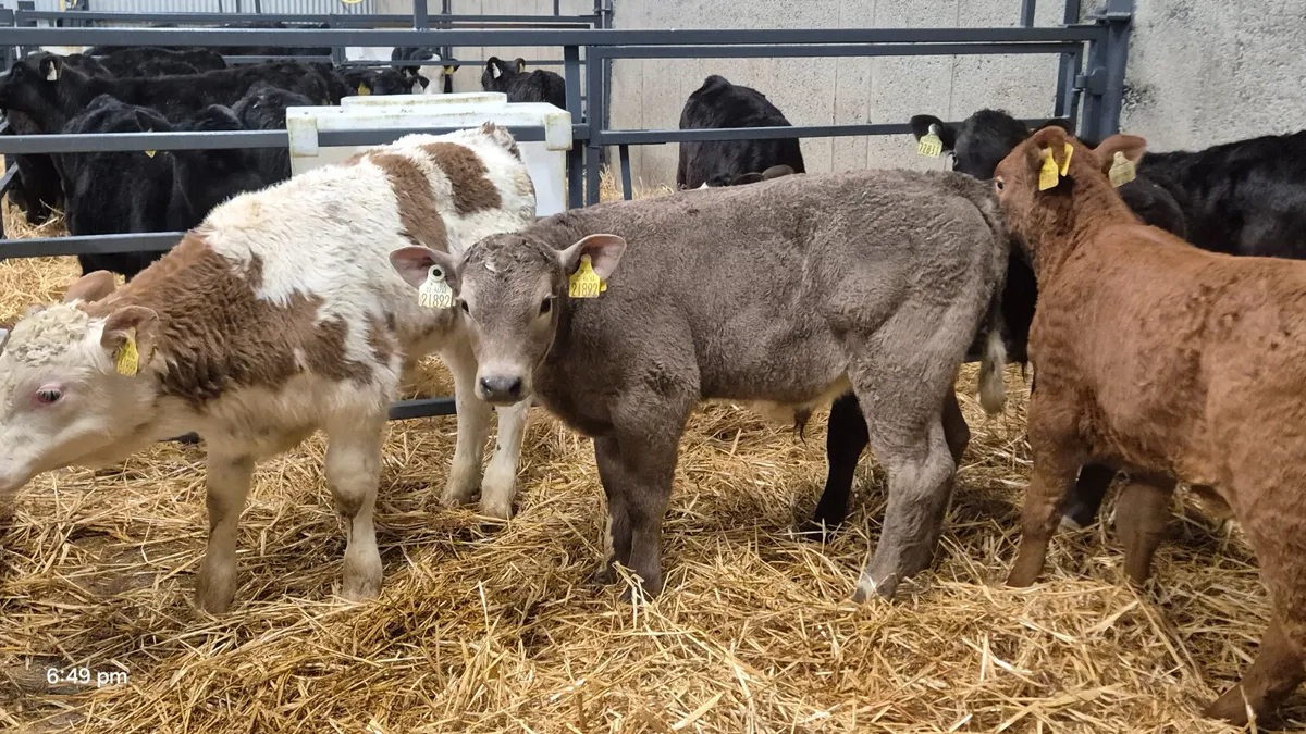 5 Super Continental bull calves for sale - Image 1