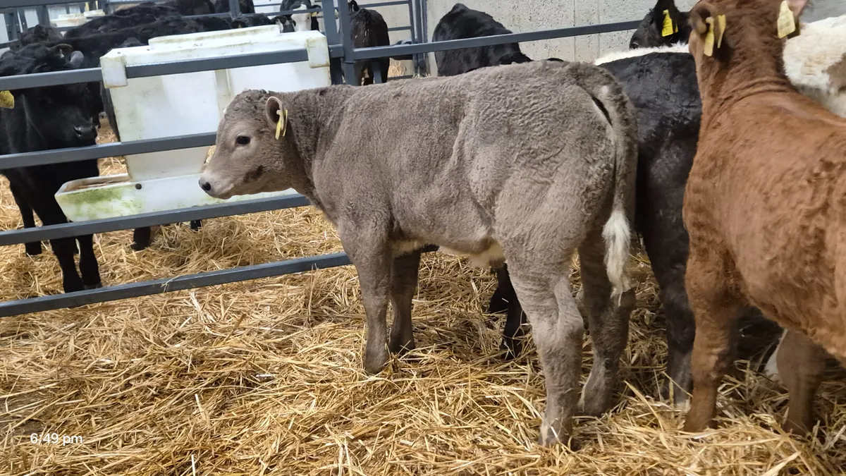 5 Super Continental bull calves for sale - Image 4