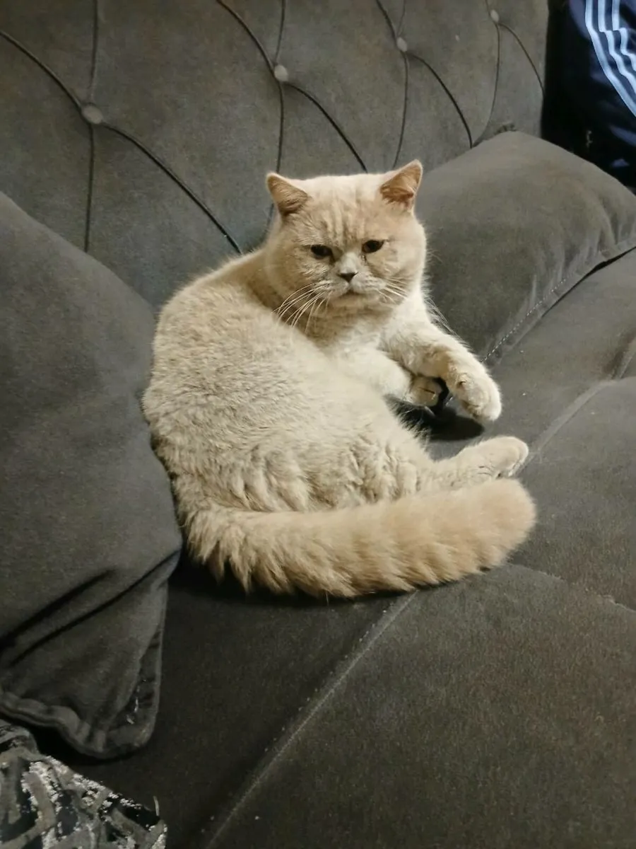 British shorthair female cat that looks like mine - Image 1